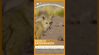 Haciendo nuevos amigos en la Región de Antofagasta 💕🦊