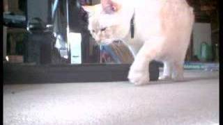 Meme - Our Flame Point Siamese Cat