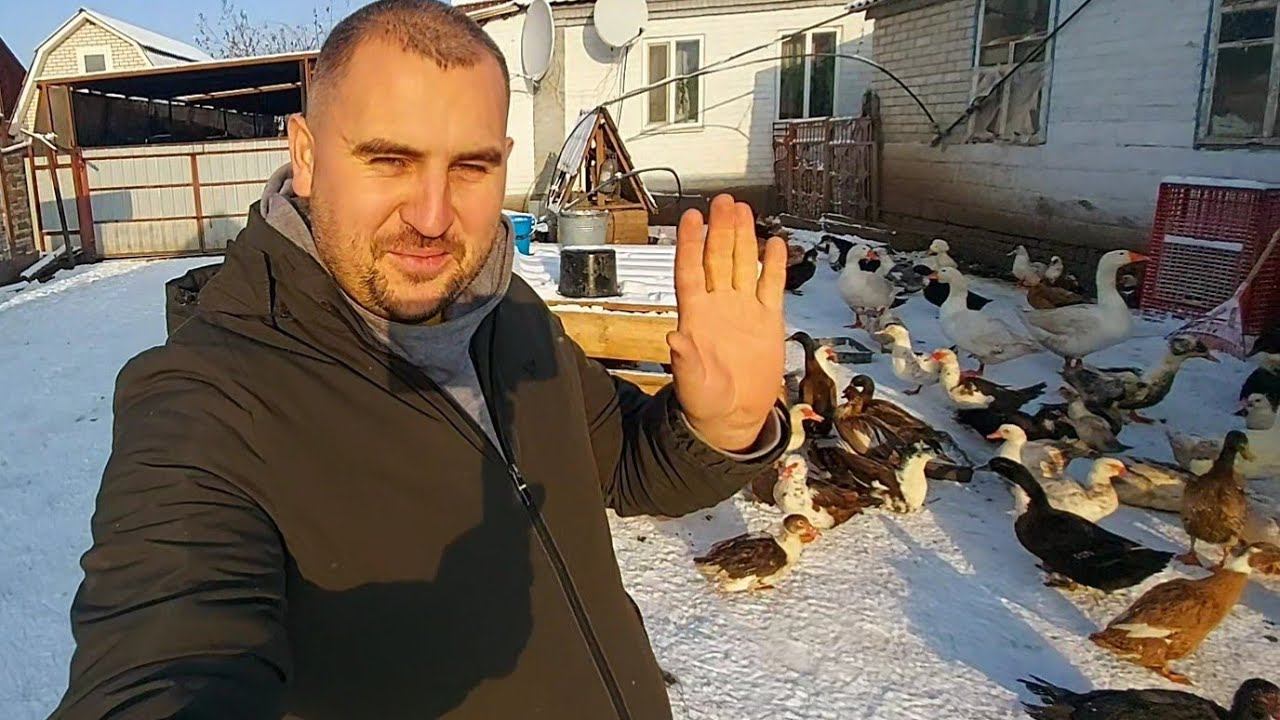 утки на снегу)) утка голубь! кривые хохлатые и шатающийся бегунок ...