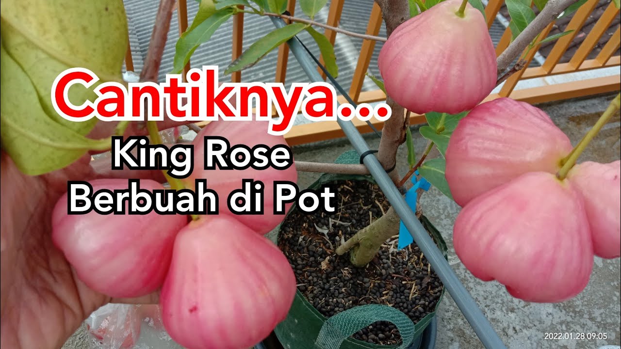 PEMULA Wajib punya‼️Jambu air king Rose