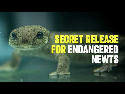 Highly endangered newts hatched at Chester Zoo have been released at a secret site in Catalonia