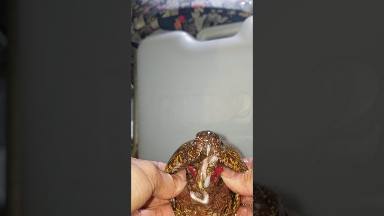 ウツボの咽頭顎 Youtube