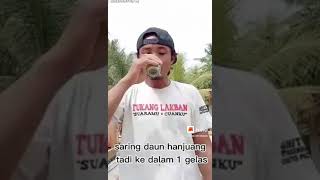 Manfaat Daun Hanjuang