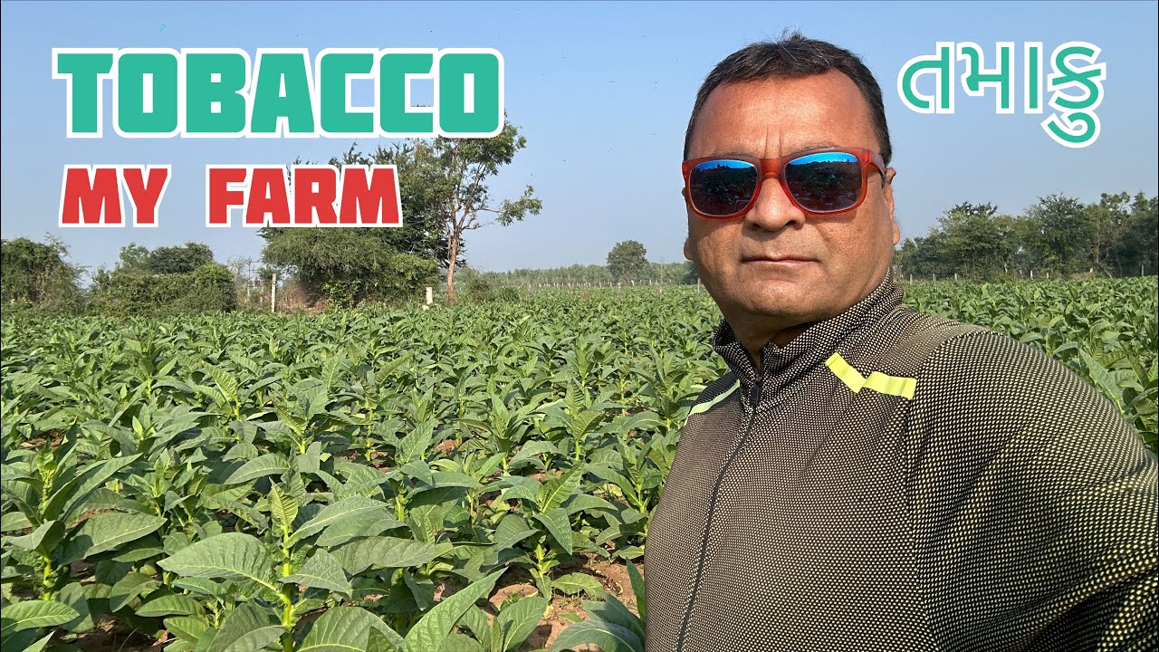 My Farm || Tobacco Farming || તમાકુ ની  ખેતી || Tobacco Farm In Charotar Gujarat 