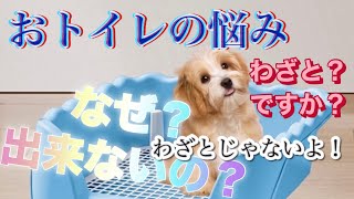 [How Dogs Feel] I asked why they have bathroom accidents, and the reason was unexpected! (No. 580)