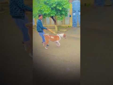 Shampi bully kutta