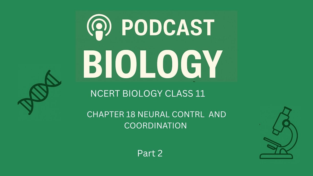 🔥 Generation & Conduction of Nerve Impulse | Part 2 | NCERT Class 11 Biology | Easy Explanation 🚀
