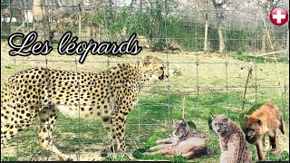 La difference entre le leopard de lAmour et les autres leopards by Animal group Eu 1,688 views 1 year ago 10 minutes, 27 seconds
