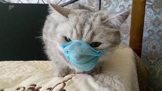 Cat Wears Face Mask And Stays Home To Prevent Corona Virus screenshot 4