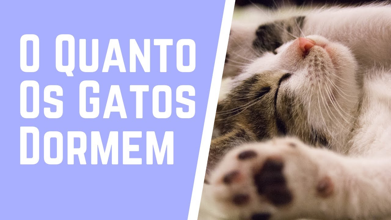 O Quanto Os Gatos Dormem YouTube