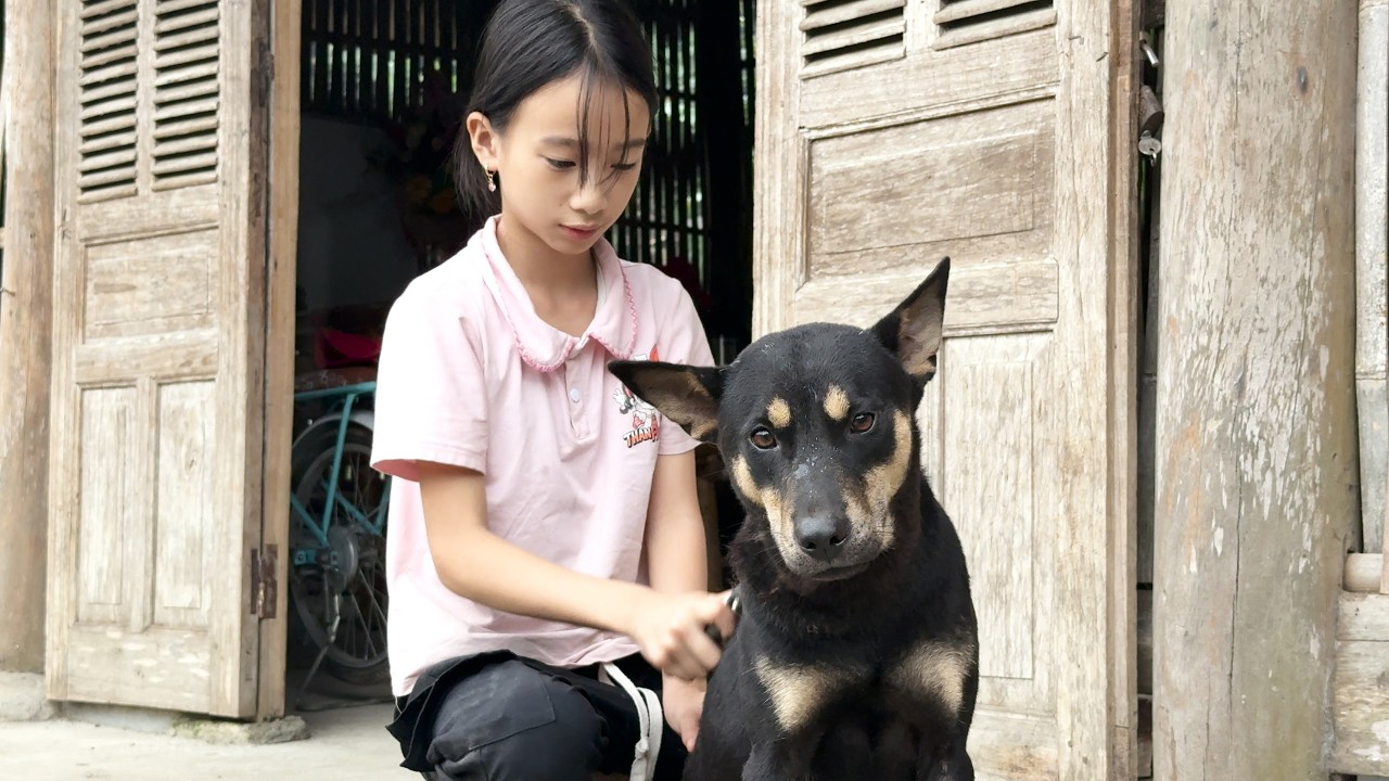 Han Grooms the Dogs 🐶 | Grinding Corn for the Chickens and Caring for a Poor Rooster in Heavy Rain