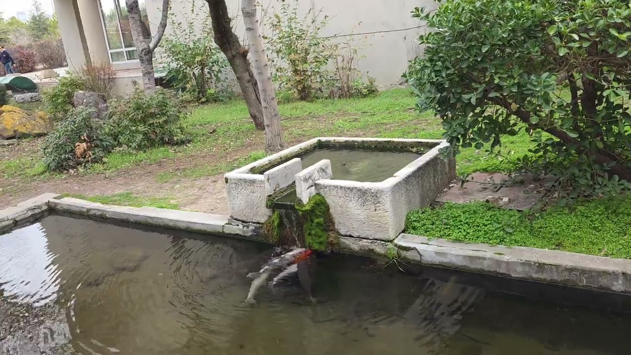 ODTÜ MİMARLIK HAVUZUNDA BALIKLAR - 3 Mart 2026 - Aydın Tiryaki 