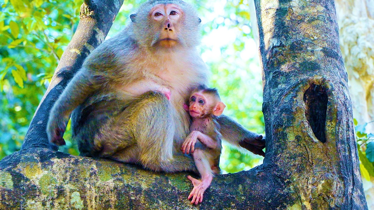 So Adorable Poor Baby Monkey Boris Hug And Having Milks From Kindly Mom