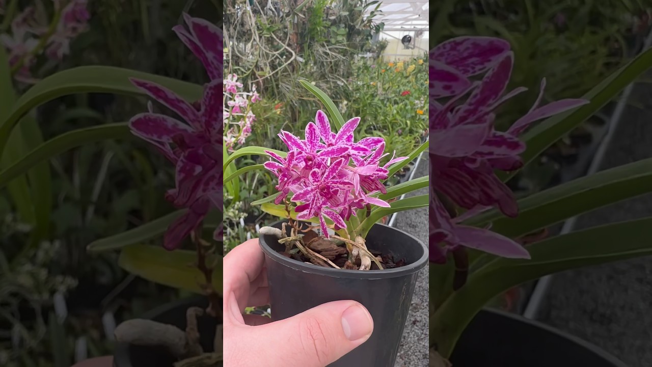 I’ve never seen a mini 