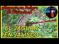 EL JAGUAR EN JALISCO