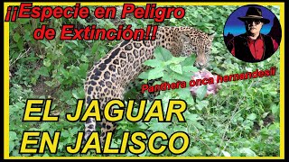 EL JAGUAR EN JALISCO