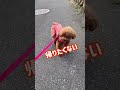 家に帰りたくない犬はこうなります #Shorts