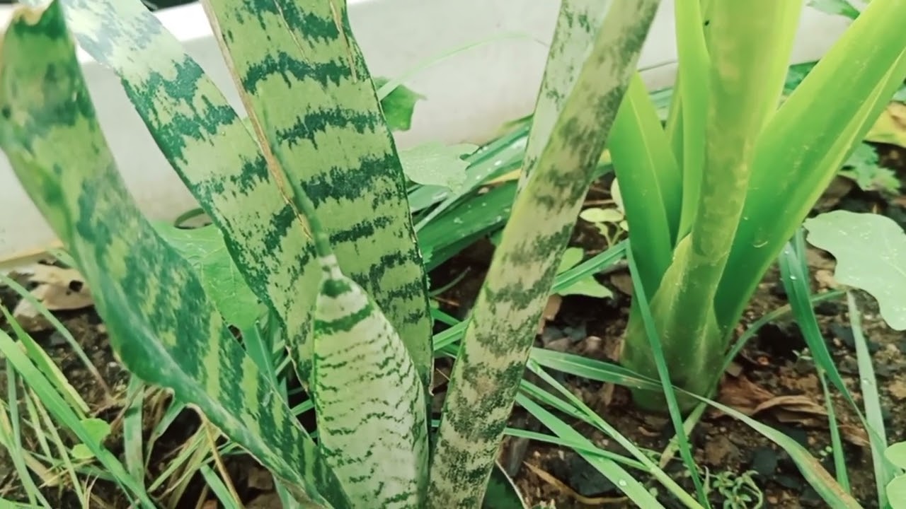 qhia tshuaj kho kaus hniav.mob  29/9/2022. yav ntuj tom qab channel