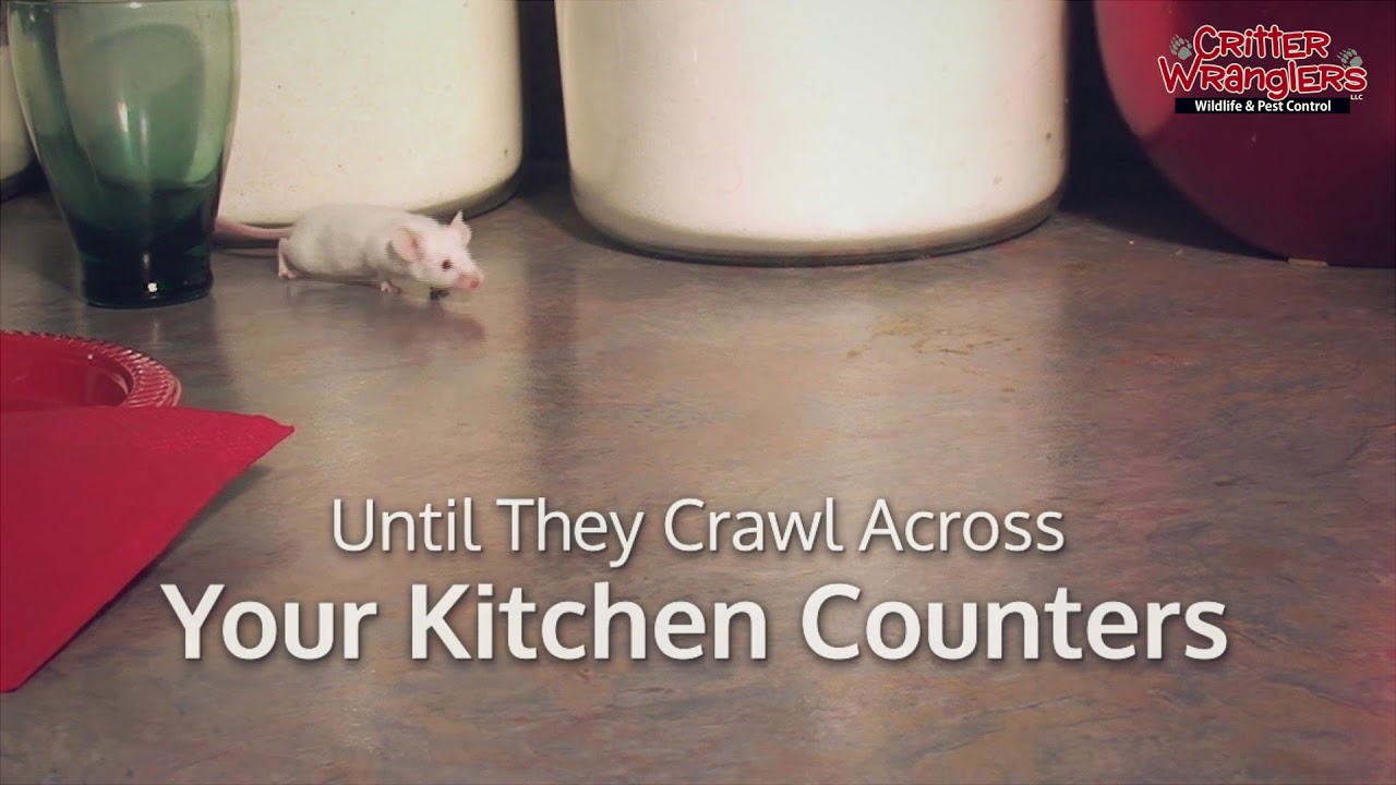 Mice Removal in Tennessee | Critter Wranglers