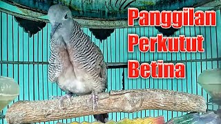 Download Lagu Perkutut Bangkok Betina Suara Senggang Memanggil Perkutut Jantan Cepat Nyaut Gacor MP3