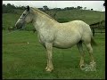 Como comprar cavalos - Videoaula com Prof. Dr. Haroldo Leal Vargas - CPT