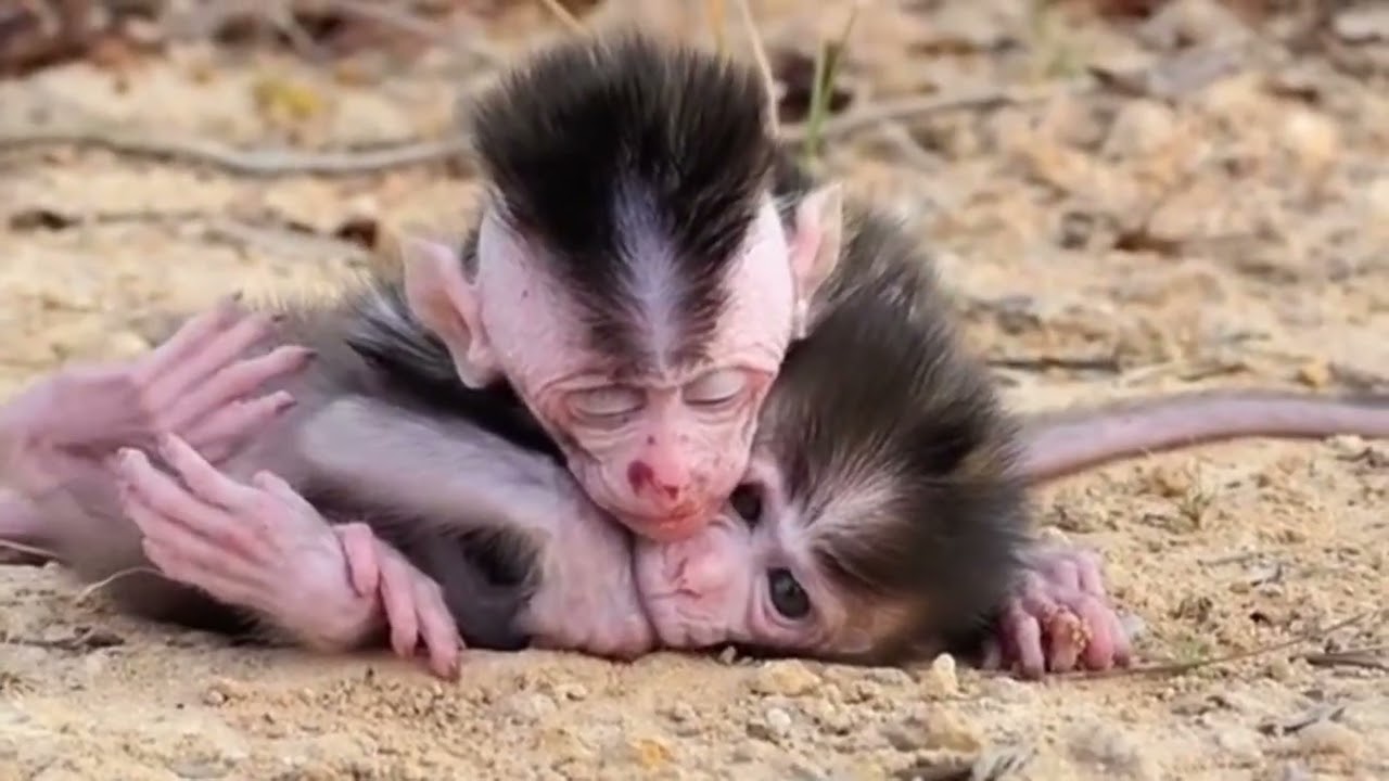 Cute Monkey Close-Up You’ll Love 🥰