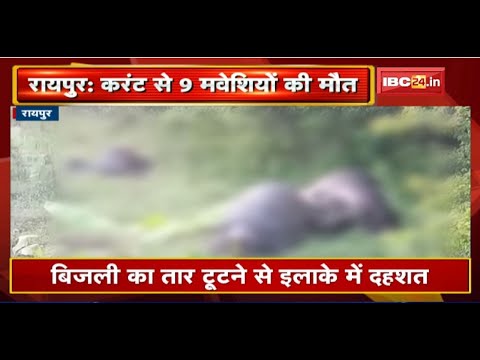 Raipur News : बिजली तार की चपेट में आने से 9 मवेशियों की मौत। बिजली का तार टूटने से इलाके में दहशत