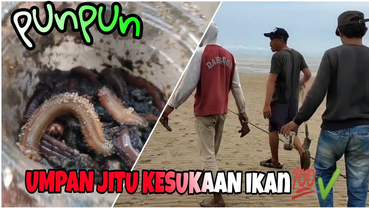 CARA CARI UMPAN DI LAUT || punpun