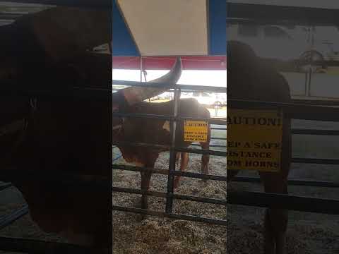 Ankole Watusi During The Pasadena Rodeo On Sept 26 2025 