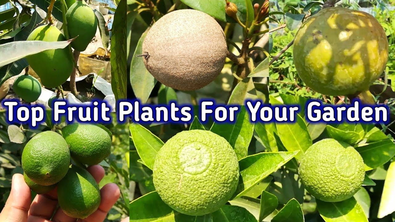 Top 6 fruit plants for your garden that requires little care YouTube