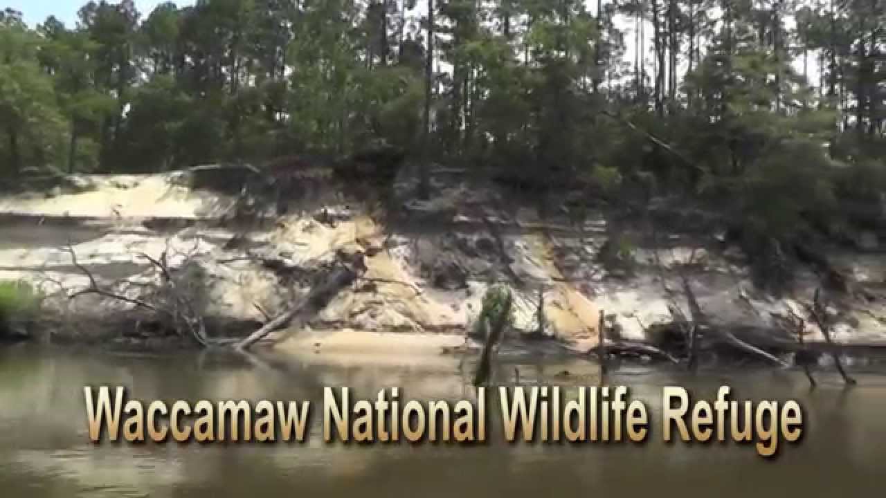 Waccamaw National Wildlife Refuge YouTube