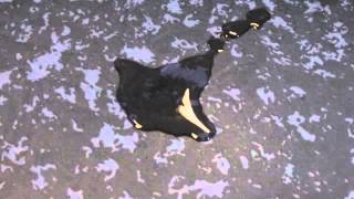 Pu Coated Hoeslaken Wecovi Service