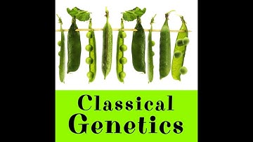 12th Botany--Chapter 2|| Part2 || Classical Genetics Part 2(English lecture) by Tamilselvi G
