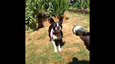 dog vs water hose