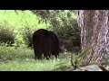 Black bear with an itch helping me with weeds ;)
