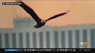 Rare Bald Eagle Spotted In Central Park