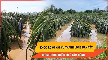 Nông dân khóc ròng khi vụ thanh long bán Tết chìm trong nước lũ ở Lâm Đồng | Thời sự