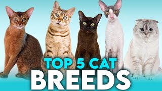 Top 5 Cat Breeds and Their Personality