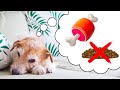 RAW FOOD DIET for your dog: what NATURE INTENDED