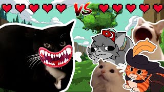 Maxwell cat vs ALL Cats