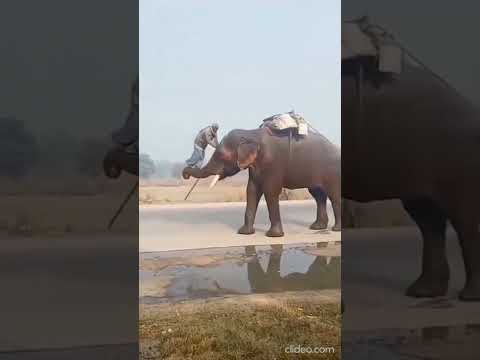 Real Life BAHUBALI | Man Climbing Elephant on Trunk | Incredible India | ☆ 《 #shorts 》☆ #mytalkpic 🐘