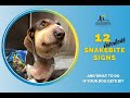 12 Venomous Snakebite Signs in Dogs