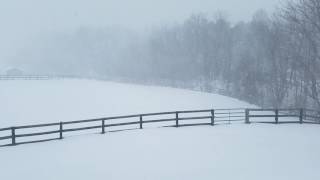 Nor'easter Stella: Blizzard (14/3/17, 11:48a)