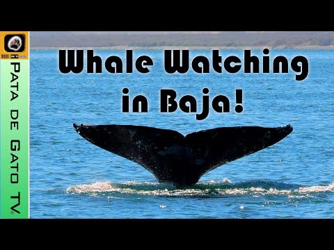 Ballenas en Baja California Sur, México / Advice to watch whales in Baja.