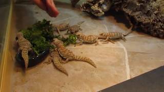 Elevages Lisard 2019 Uromastyx Ornata Babies Eating Greens