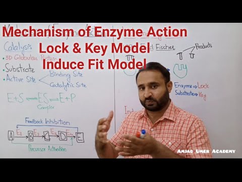 Ch 3 Lec 3 Mechanism of Enzyme Action, Lock and Key Model, Induce Fit Model, Class 11 Biology