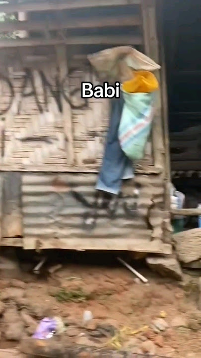 Babi desember su dekat #babi #music #viral  #fyp  #tranding