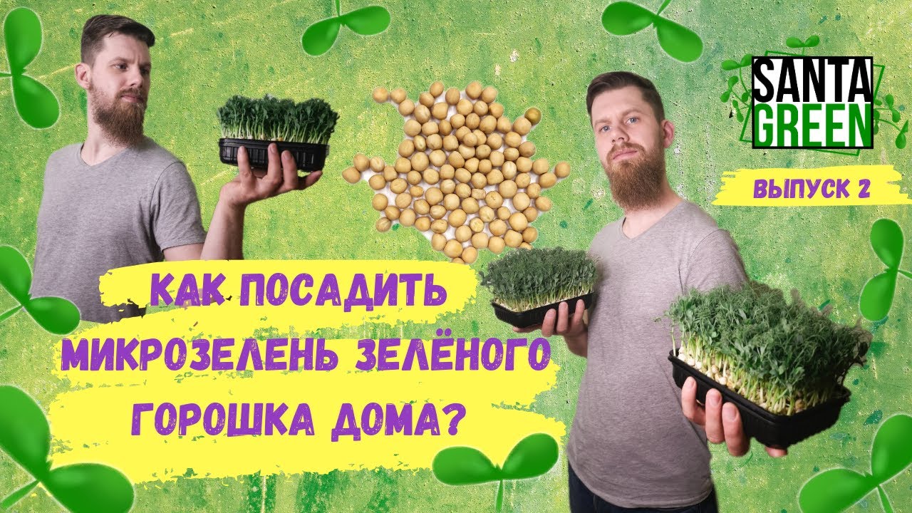 Как посадить микрозелень гороха дома , набор для выращивания Santa Green