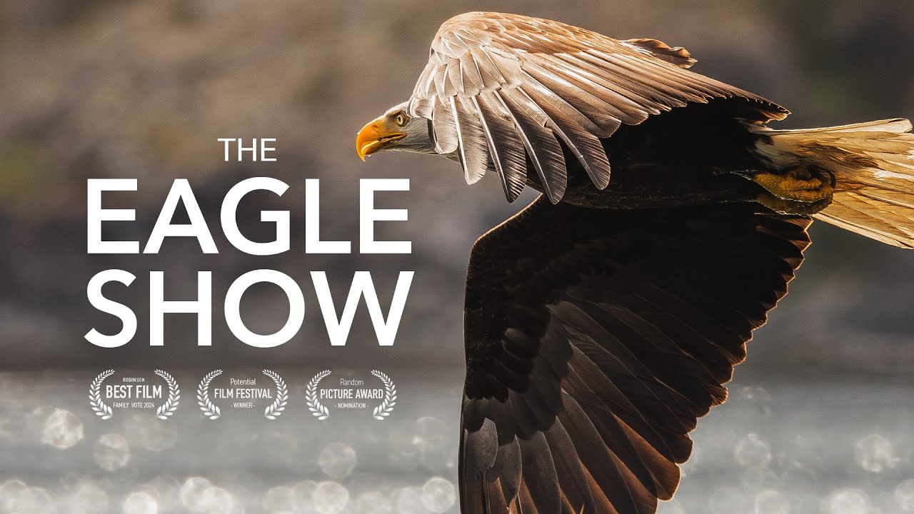 "THE EAGLE SHOW" -  (HUNDREDS of Bald eagles in one location!) British Columbia, Canada