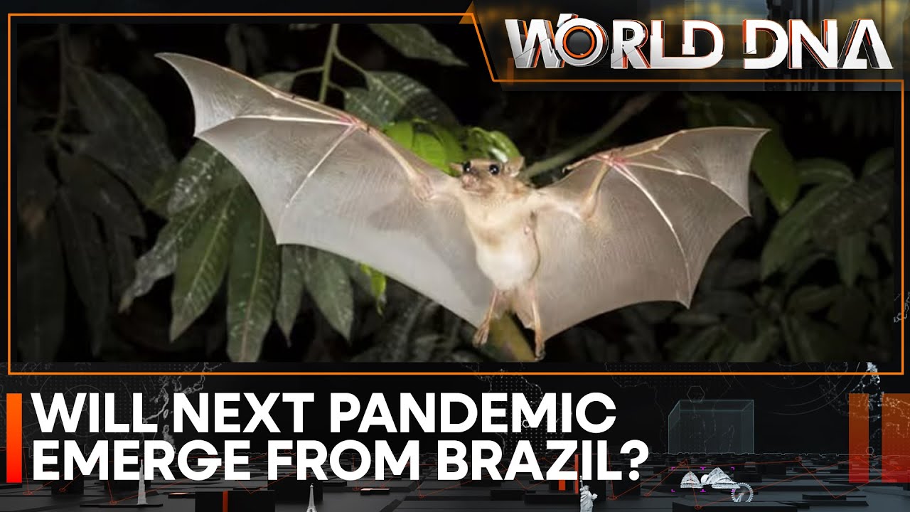 Is Brazil the next pandemic hotspot? Why do bats have so many